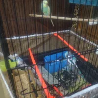 ۶عدد مرغ عشق برافروش