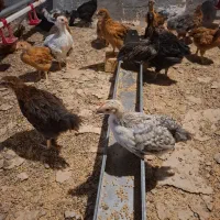 نیمچه گلپایگانی 45 روزه|حیوانات مزرعه|قم, منبع آب|دیوار