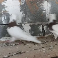 کبوتر
