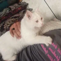 یک عدد گربه پرشین نر هست