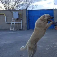 سگ پژدر ایرانی