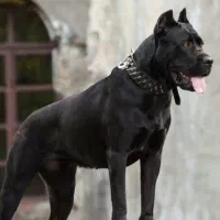 فروش سگ پیت بول