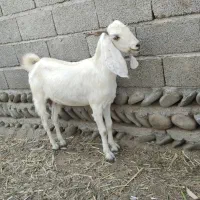 فروش چند راس بز ماده|حیوانات مزرعه|قصرقند, |دیوار