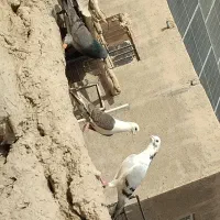 سه عدد کبوتر