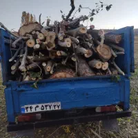 خریدقلمه  بید چوب خشک کهنه