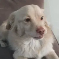 این سگ پیدا شده