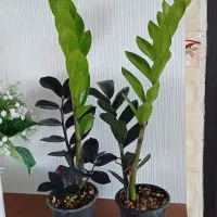 زاموفیلیا بلک