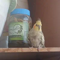 جفت عروس هلندی دستی|پرنده|کرج, منطقه ویژه اقتصادی پیام|دیوار