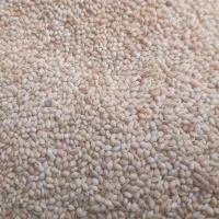 ارزن|خوردنی و آشامیدنی|توکهور, |دیوار