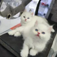 پرشین اصل