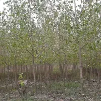 زمین-3200-متر-مربع-با-سند-تک-برگ