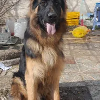 سگ ژرمن شپرد شولاین