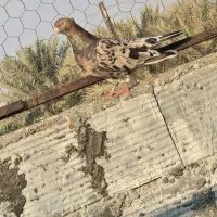 کبوتر جفت کنی|پرنده|بندرعباس, |دیوار