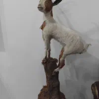 مجسمه بره تزیینی