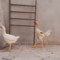 فروش یک جفت مرغ و خروس لاری|پرنده|قم, کلهری|دیوار