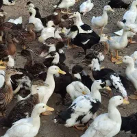 اردک نیمچه پکنی|حیوانات مزرعه|رشت, احمد گوراب|دیوار