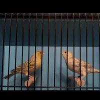 قناری رد فاکتور ماده اماده توپاز اگات موزاییک زرد|پرنده|مشهد, آزادشهر|دیوار