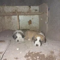 سگ محلی،توله نر،دوماهه