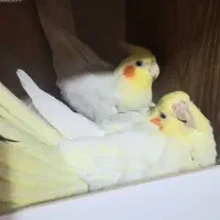 عروس مولد بالغ .