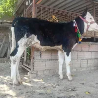 گوساله سیمینتال ماده 4ماهه جنس بالا نژاد شیری