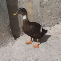 اردک