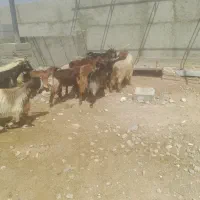 ۱۳راس کهره نر چاق جفتی ۶۸ کیلویی تفیهان|حیوانات مزرعه|شیراز, بید زرد|دیوار