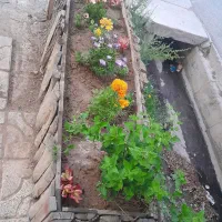 خدمات باغ و باغچه و سبزی کاری