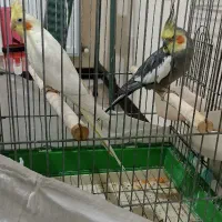 عروس هلندی مولد