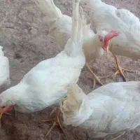 خروس فروشی