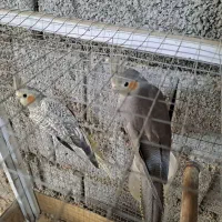 عروس هلندی|پرنده|آبپخش, |دیوار