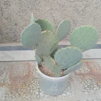 کاکتوس|گل و گیاه طبیعی|تهران, بهارستان|دیوار