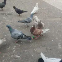 پرنده|پرنده|مشهد, همت آباد|دیوار