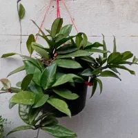 گلهای طبیعی|گل و گیاه طبیعی|رشت, تازه آباد|دیوار