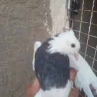 مجسمه