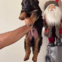 ژرمن شپهرد(شپرد) سگ نگهبان (کینگ موبلند)|سگ|تهران, تهران‌ویلا|دیوار