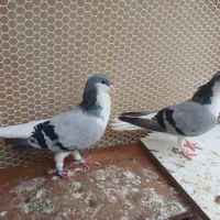 کبوتر