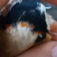 سهره چهار گل نما|پرنده|مهران (ایلام), |دیوار