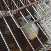 خرگوش|موش و خرگوش|سنندج, |دیوار