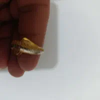 200بالای تابلو|جواهرات|دهدشت, |دیوار