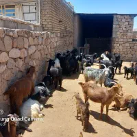 بز جوان|حیوانات مزرعه|کوهنجان, |دیوار