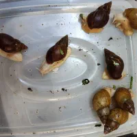 حراج فوری حلزون