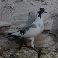 کفتر کبوتر|پرنده|مشهد, شهید معقول|دیوار