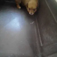 واگذاری توله ۱ ماه و مادر ۱ ساله اشپیتز