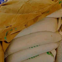 گندم مهرگان بوجاری بذری