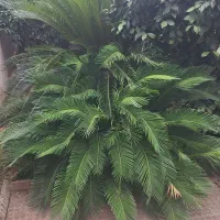 سیکاس