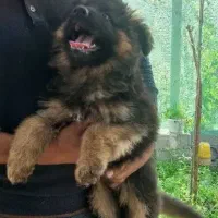 ژرمن شولاین|سگ|لاهیجان, شهرک فرهنگیان|دیوار