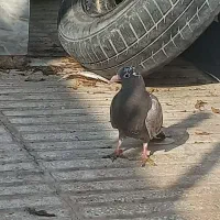 پیدا شده|حیوانات|سبزوار, امیر کبیر|دیوار