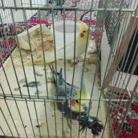 عروس هلندی جفت