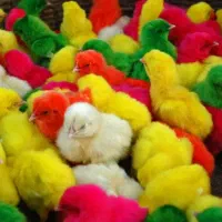 جوجه رنگی و جوجه محلی
