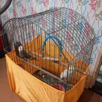 عروس هلندی نر و ماده تخم گذار|پرنده|قزوین, |دیوار